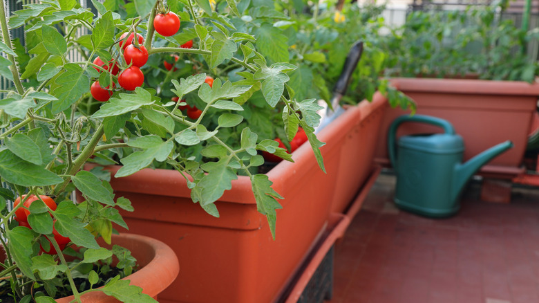 tomatoes in a garden bin