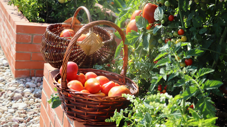 red brick garden beds