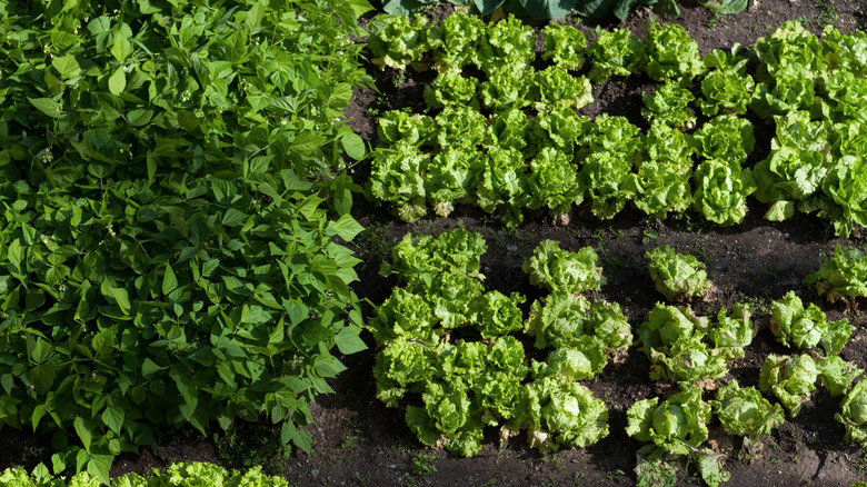 green vegetable garden