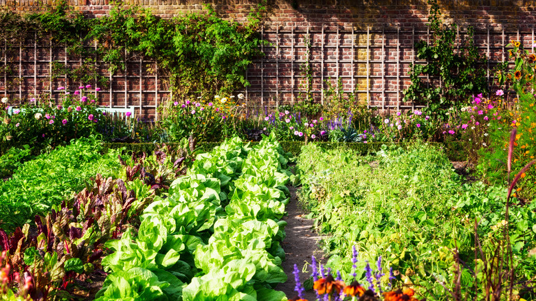 garden with vines on wall