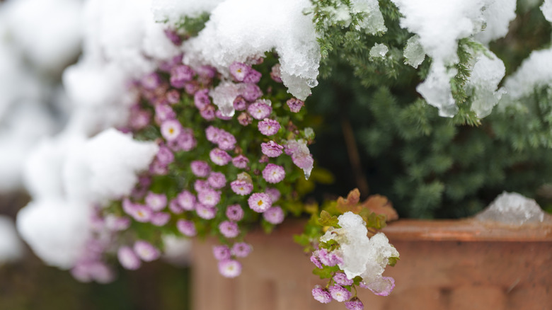 Evergreen plants covered in snow