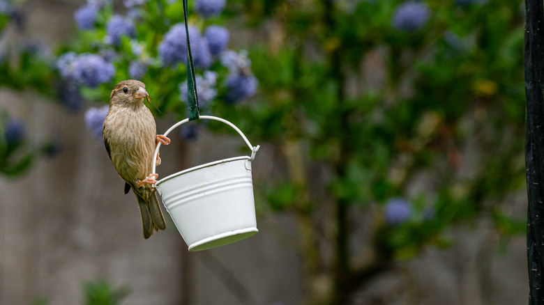 bird on bucket