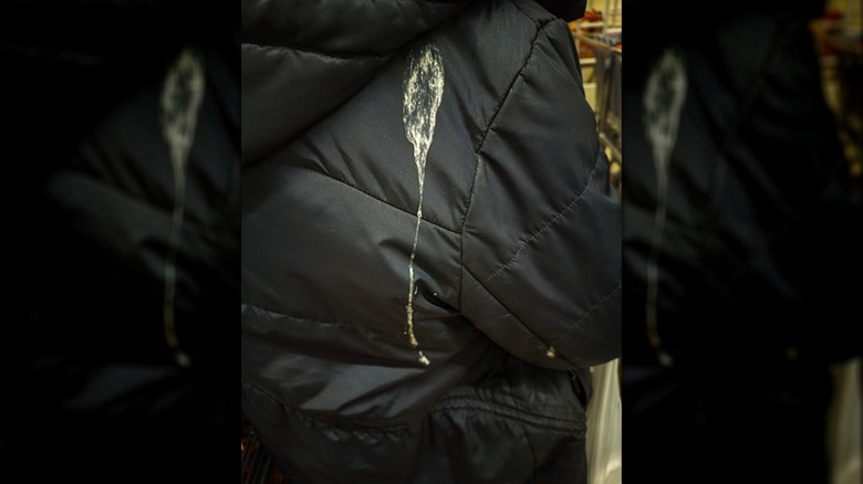 Bird poop on black jacket