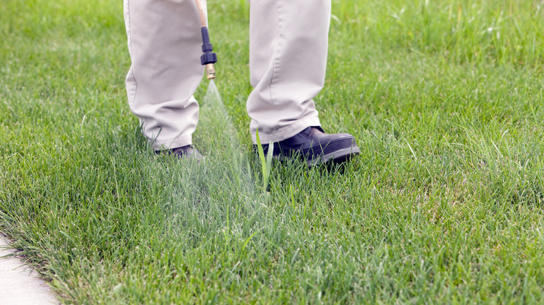 spraying crabgrass in lawn