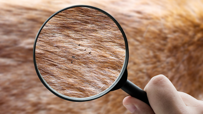magnifying glass showing dog's fleas
