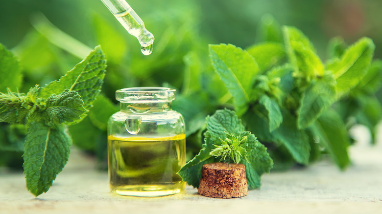 Peppermint essential oils