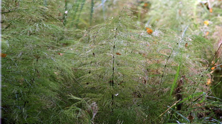 overgrown horsetail weeds