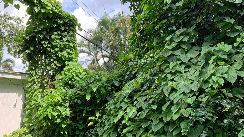 An overgrown tree taking over a yard