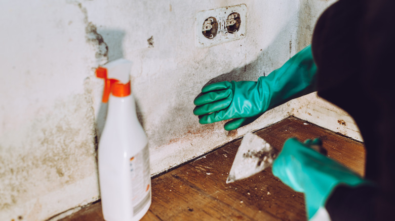 person removing mold in home