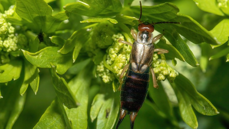 earwig on flower bud