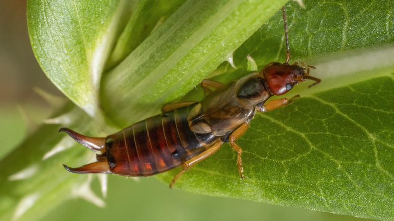 earwig on leaf