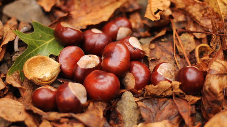 horse chestnuts on leaves