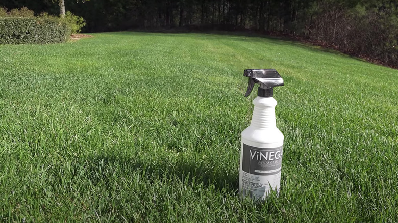 Vinegar weed-killer bottle on lawn