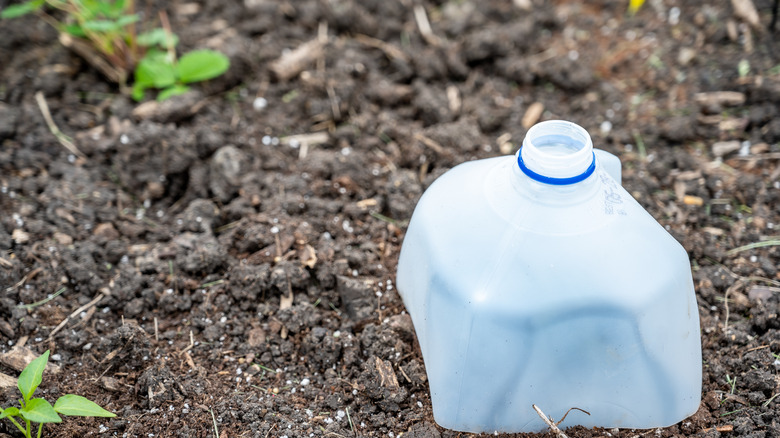 Cut milk jug in dirt