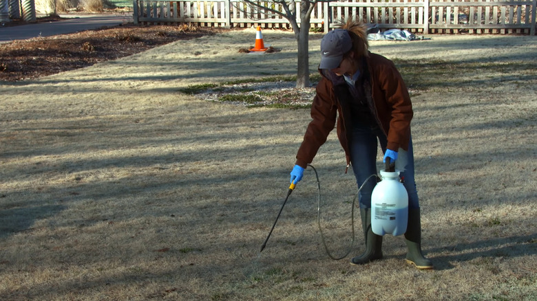 woman spraying lawn