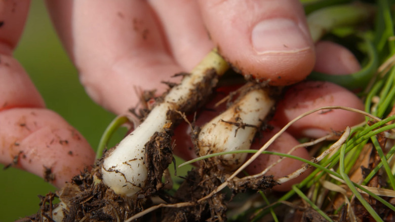 uprooted wild onion bulb