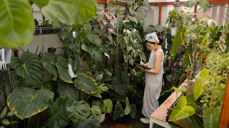 Someone caring for plants in a small greenhouse