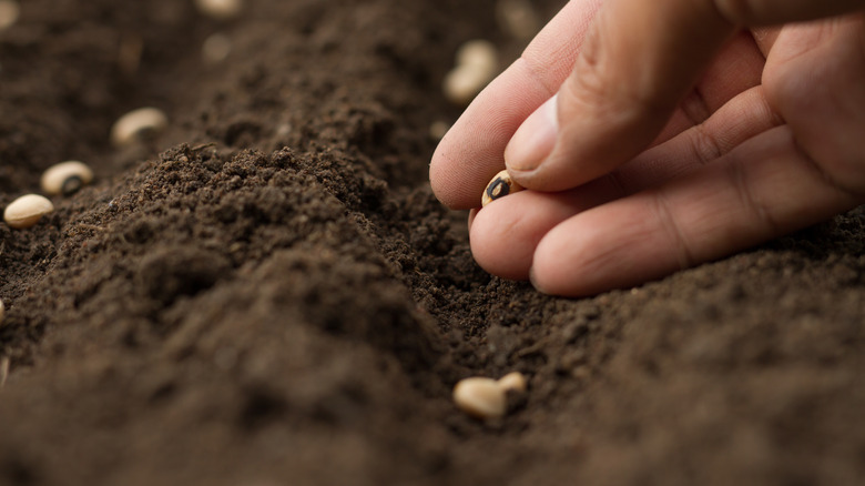 Person planting seeds