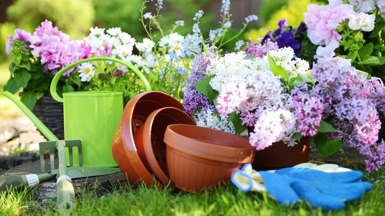 lilacs, watering can, pots, gloves