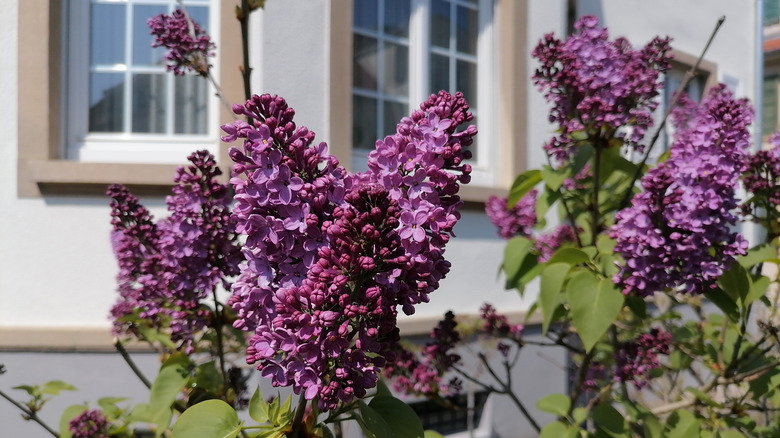 lilac bush outside house