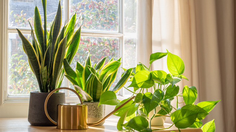 Snake plant near window sill