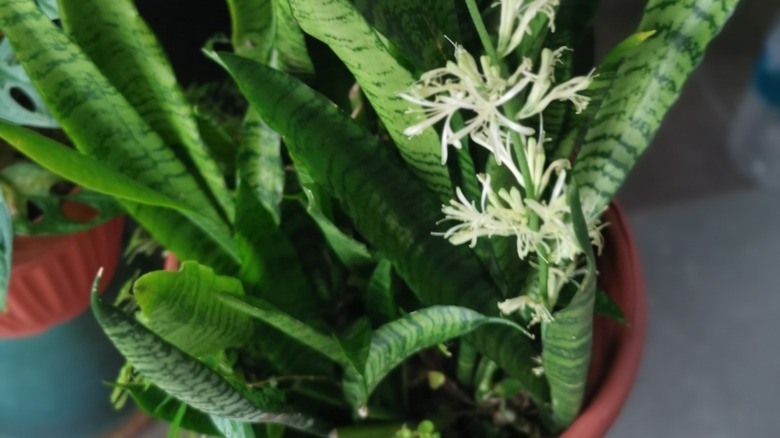 White flowers on snake plant