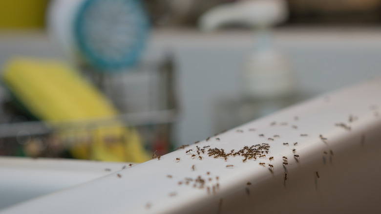 Ants on kitchen sink