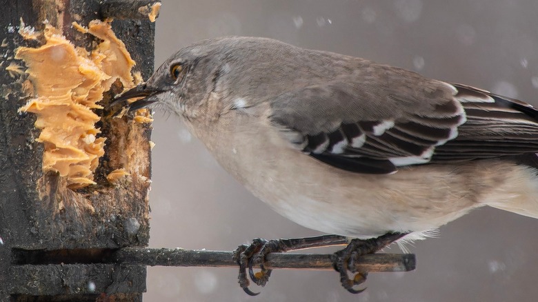 mockingbird eating peanut butter