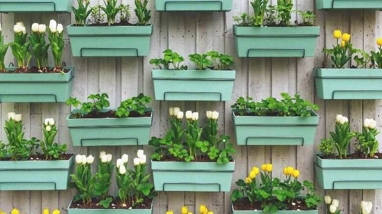 A fence covered in hanging planters with tulips and herbs