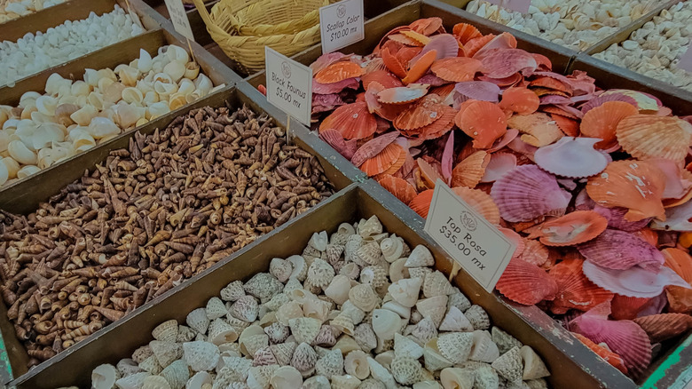 Assorted seashells for sale at a market stall for craft and DIY projects.