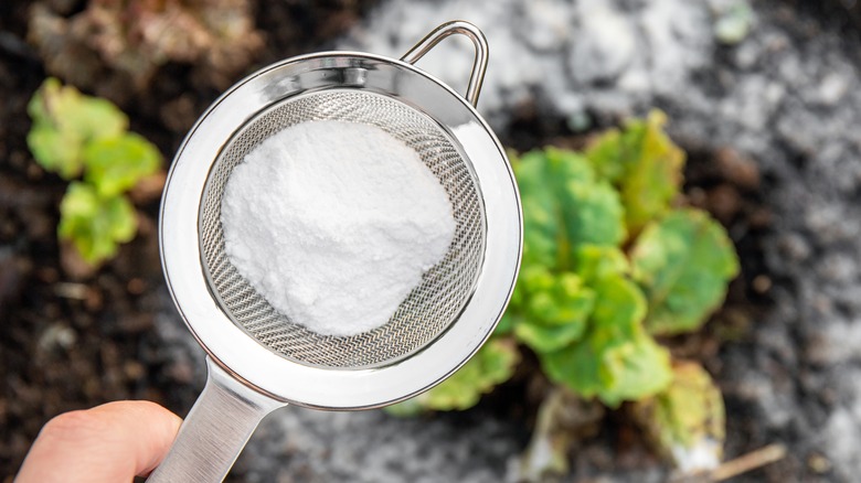 Baking soda in sieve over garden