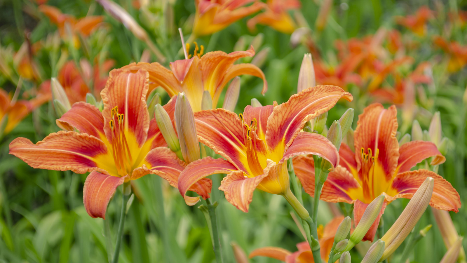 Give Daylilies A Blooming Boost With This Natural Kitchen Ingredient