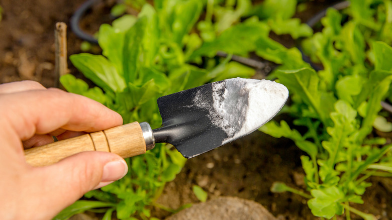 Baking soda in trowel over garden