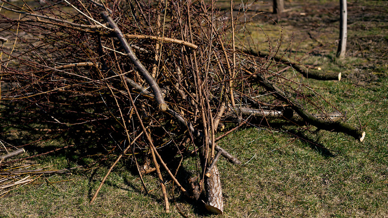 pile of dead branches