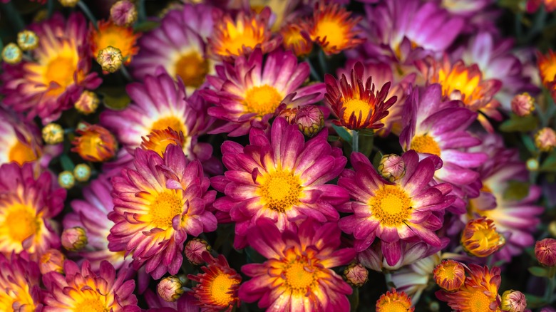 Purple and yellow mums are clustered together