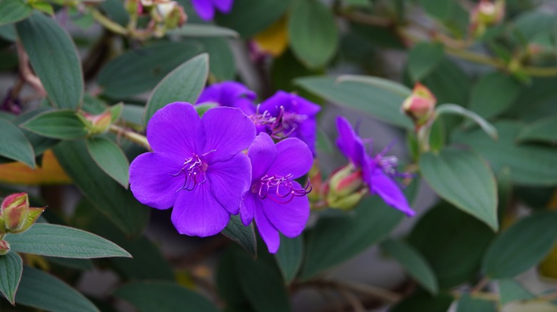 Purple princess flowers in bloom