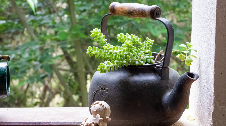 teapot repurposed as pot planter