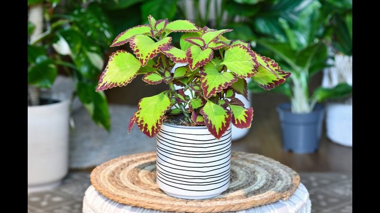 coleus plant in striped pot