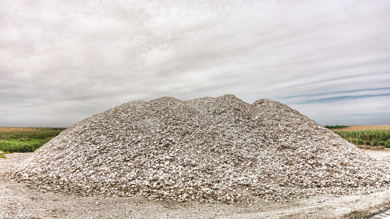 Pile of crushed seashells