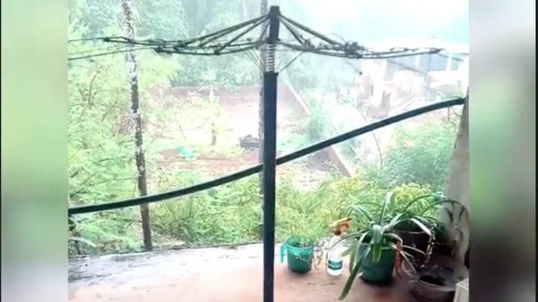 umbrella method for houseplants