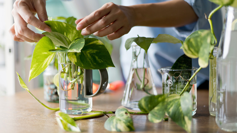 pothos cuttings propagated in water