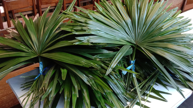 Palm fronds stacked on a table