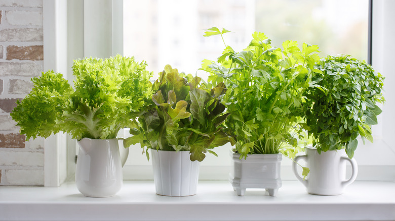 Four potted herbs and greens by a window