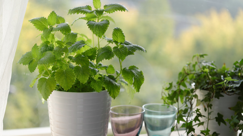 Lemon balm plant by kitchen window