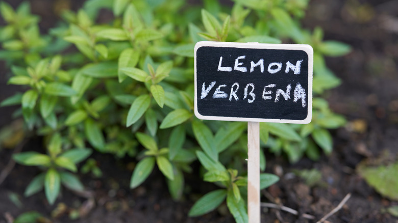 Lemon verbena plant in garden