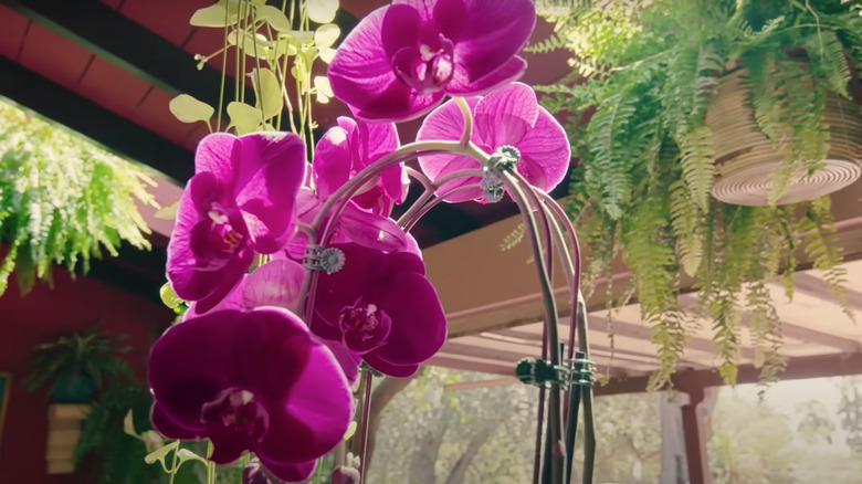 plants in Justina Blakeney's home