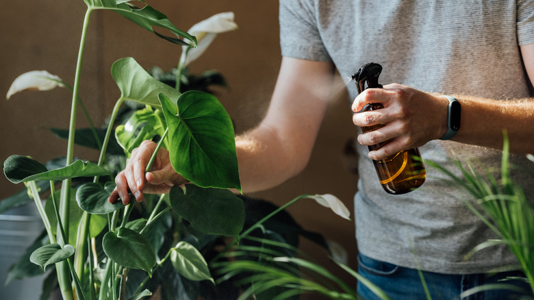 cleaning houseplant leaves with spray 