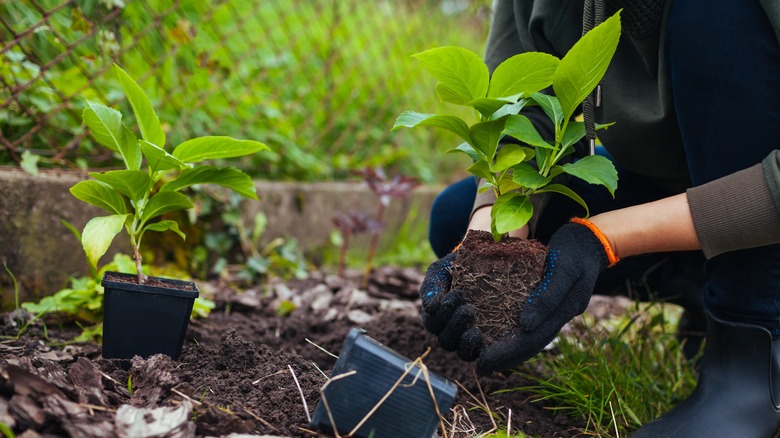 gardener planting hydrangeas