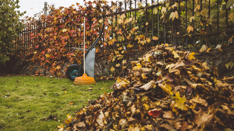 pile of leaves near fence