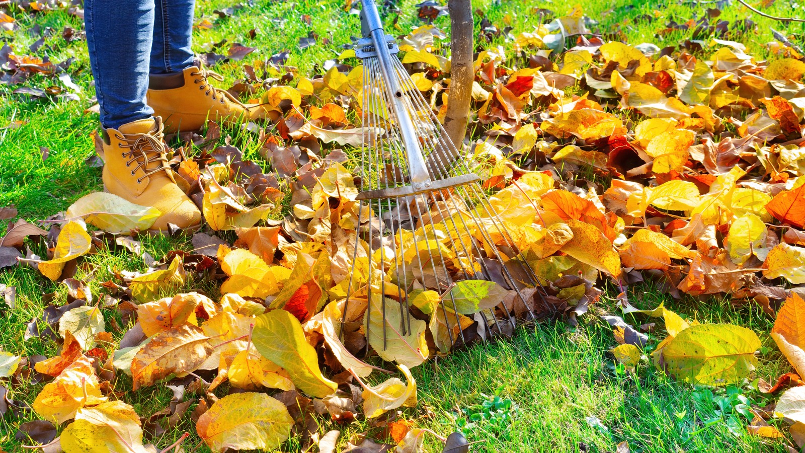 Give Your Lawn A Good Stomping If You Can't Quite Finish Raking Leaves